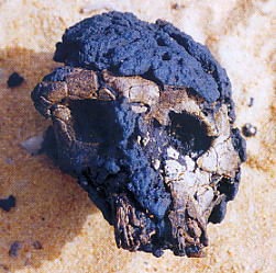 toumai.jpg (22043 octets)