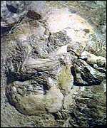 Sterkfontein find