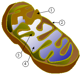 Image:Mitochondrie.png